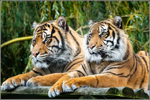 Columbus Zoo welcomes Amur tiger brothers as part of a coordinated conservation breeding program effort