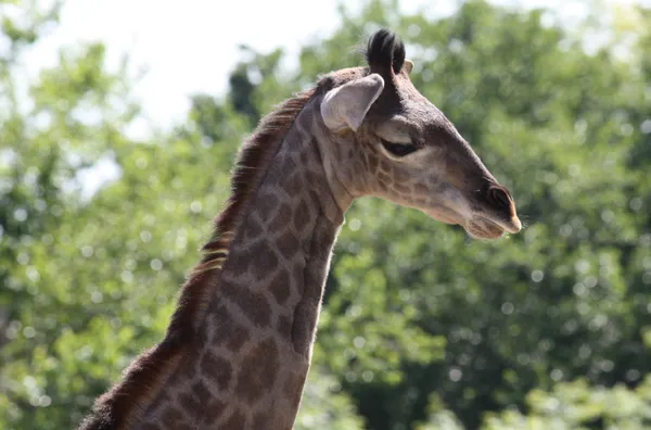 Columbus Zoo welcomes a male Masai giraffe calf as mother Zuri expands endangered herd