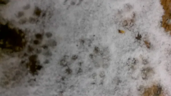 Overnight storms damage homes, knock out power, and block roads across Columbus and central Ohio