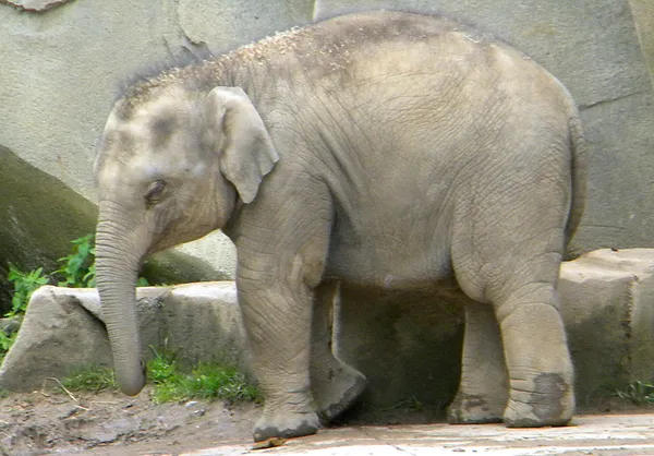 How to follow Columbus Zoo’s two 2025 baby elephants as they grow, train and meet visitors